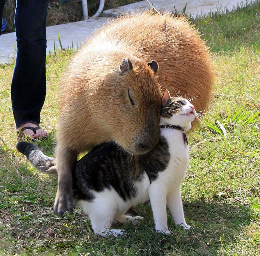 Capybaras And Cats