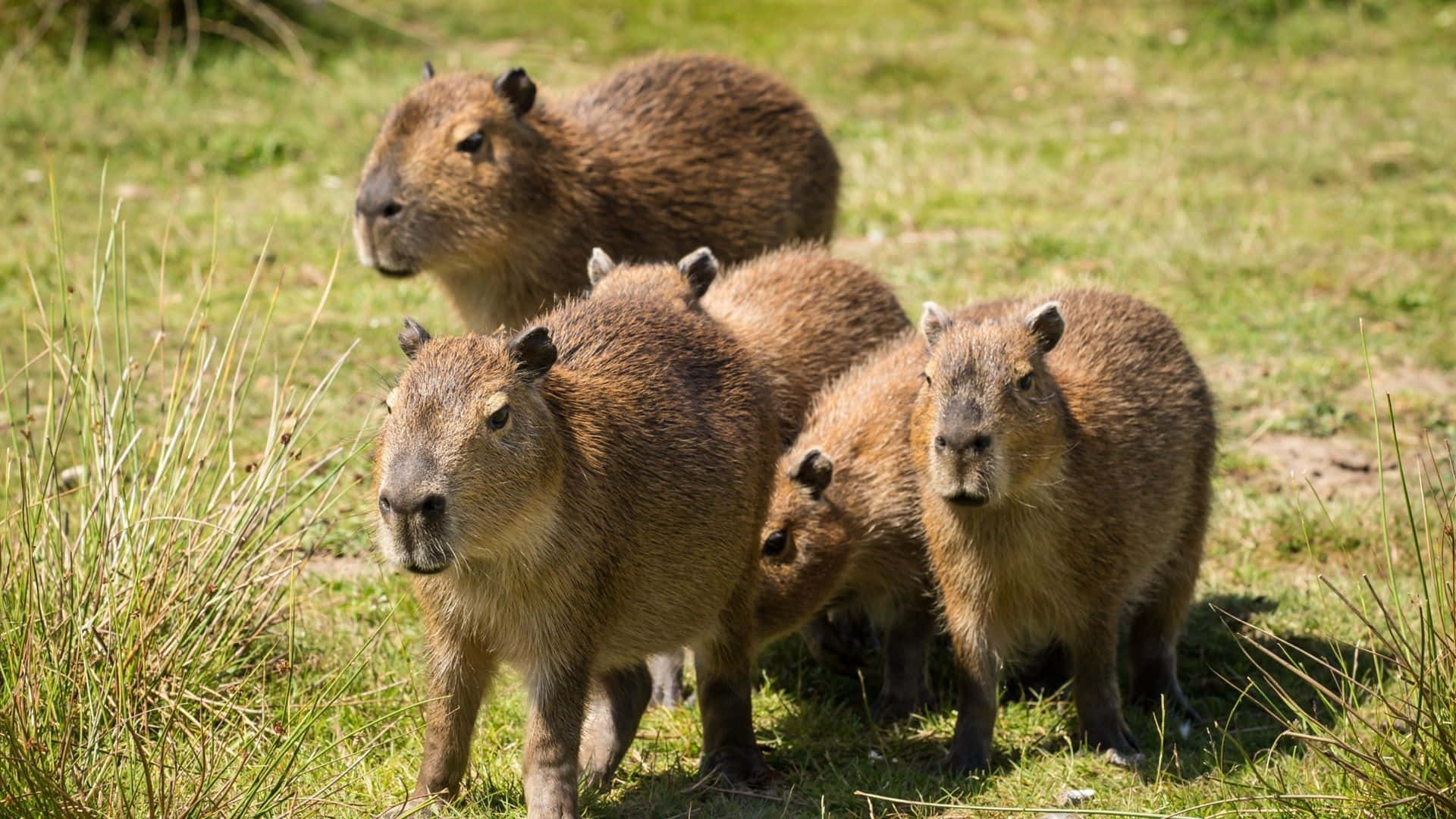 A large, adorable Capybara looking up at the viewer.
