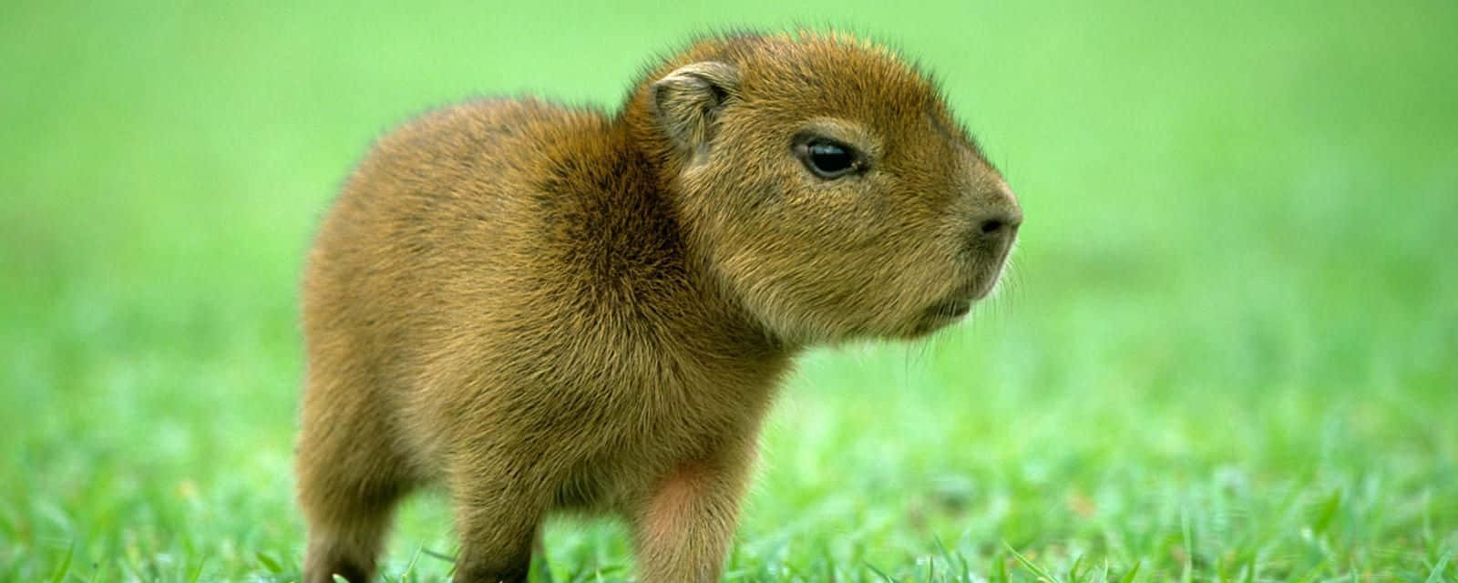 “Cuddles Between Capybara Friends”
