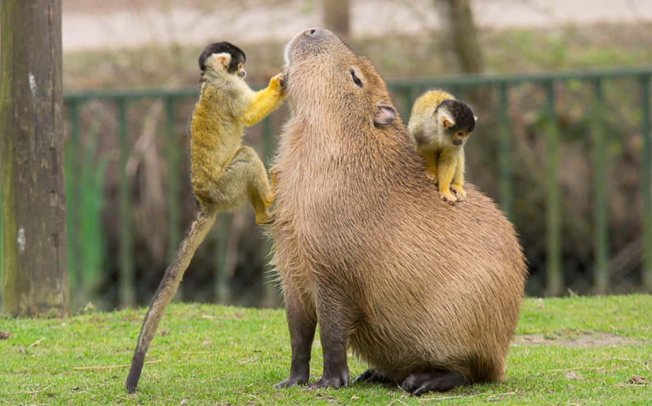 A close-up of a curious capybara on the edge of a pond