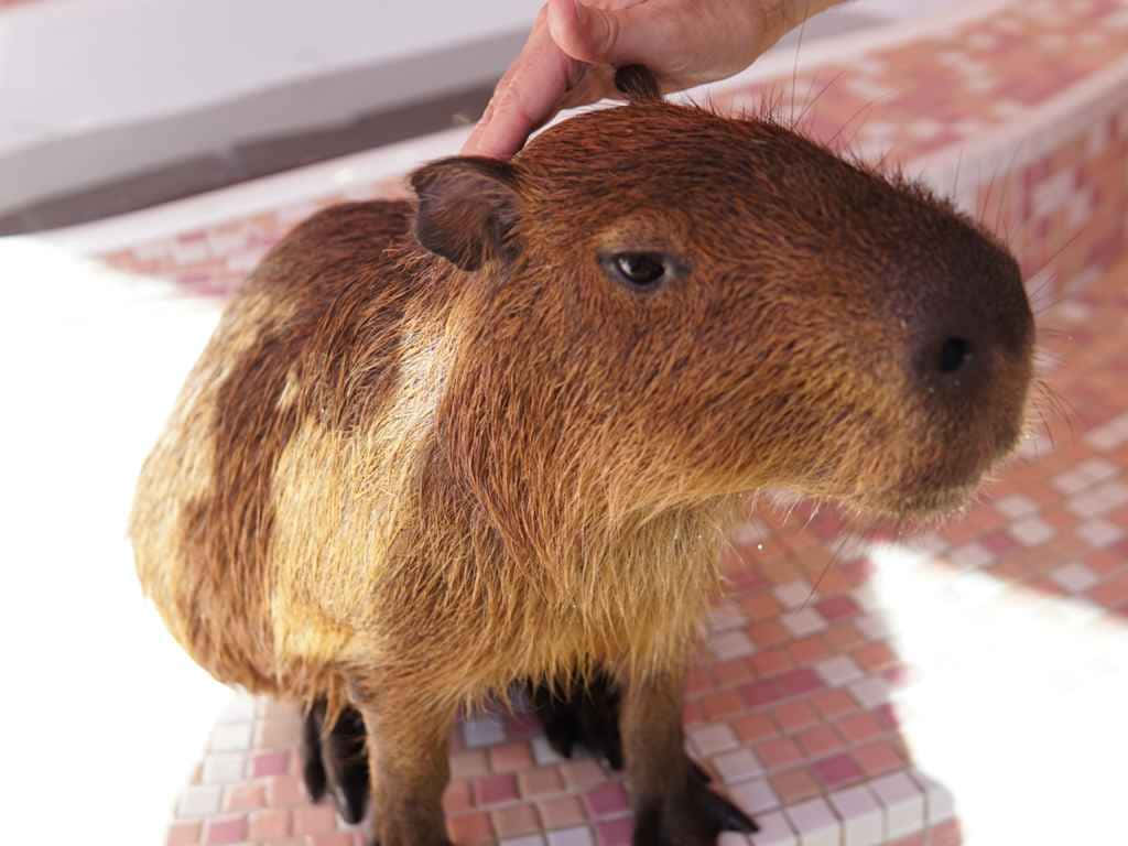 "Admiring its Surroundings - A Capybara Grazing on its Habitat"