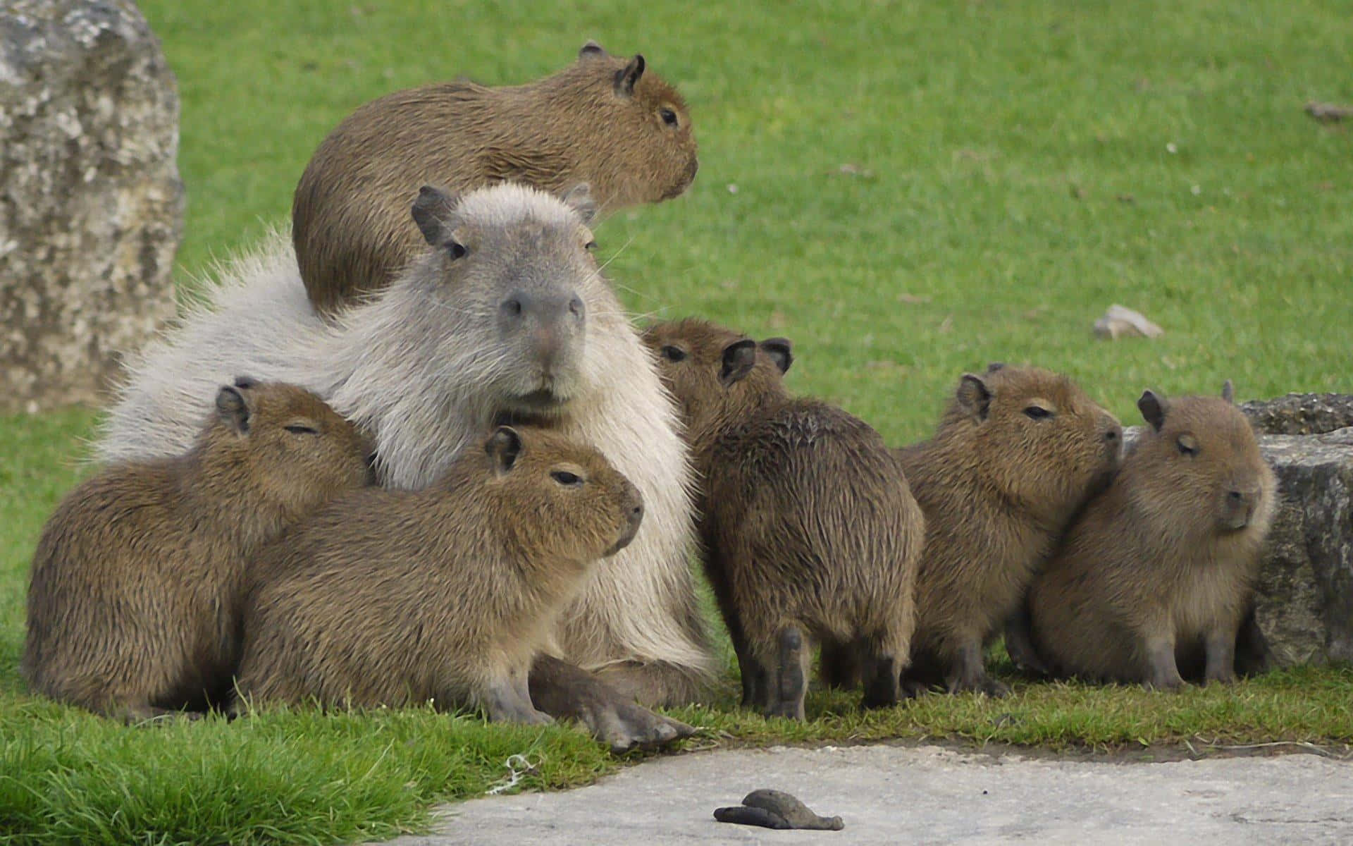 Ensød Capybara Tager En Dukkert I Vandet.
