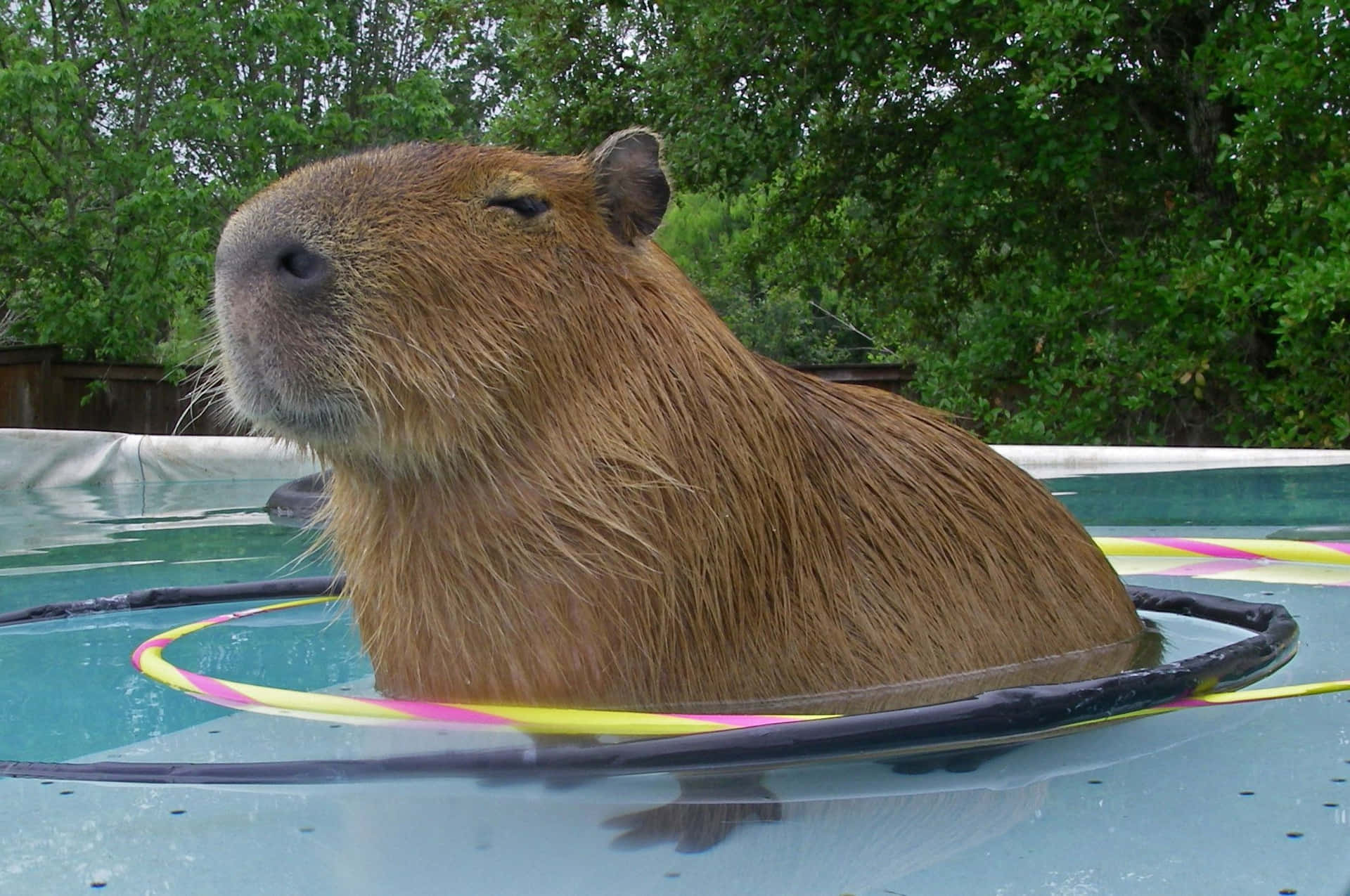 A capybara looking out over it's natural habitat.