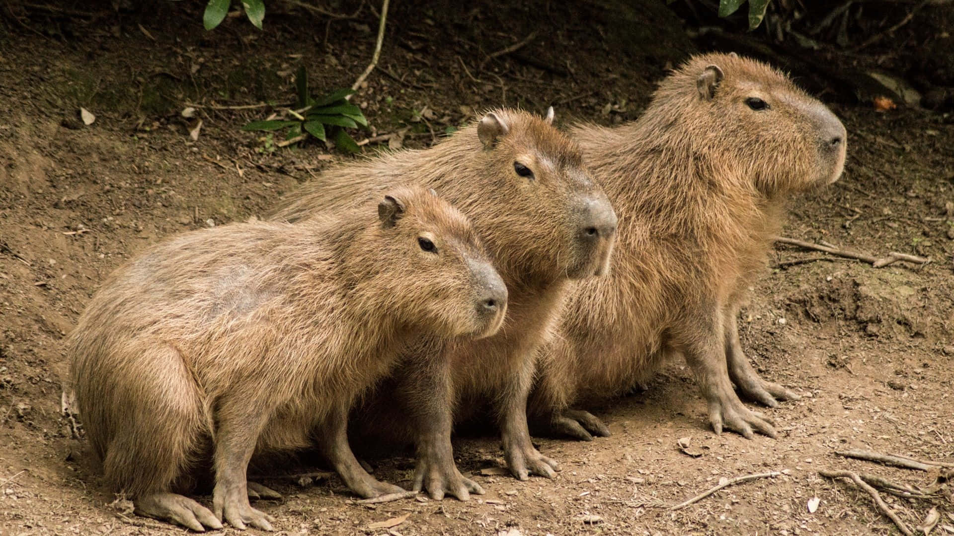 The Majestic Capybara