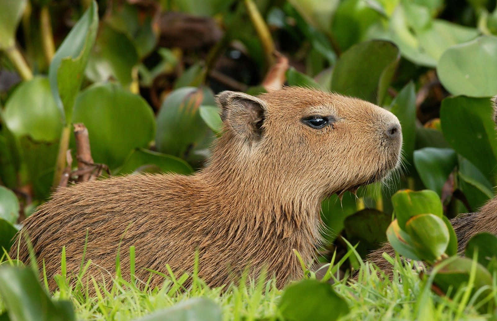 Two Baby Capybaras Are Sitting In The Grass