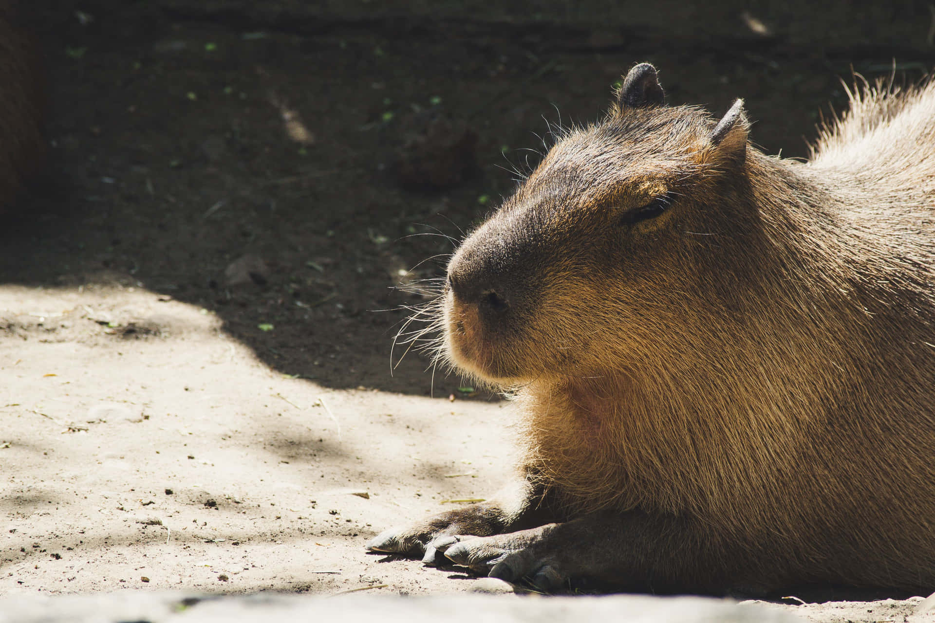 A Capybara Is Laying Down