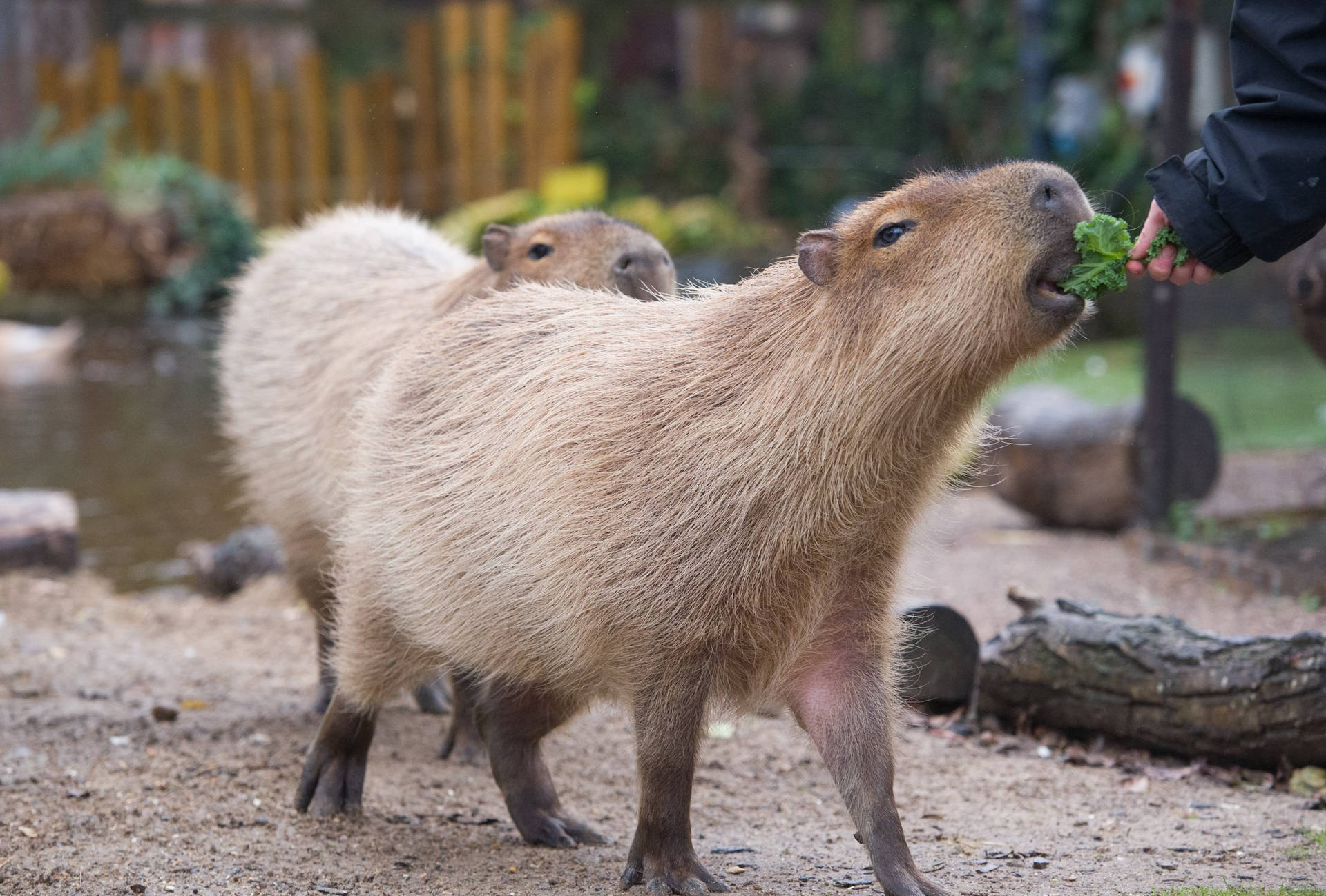 Capybara Biting On Lettuce Wallpaper
