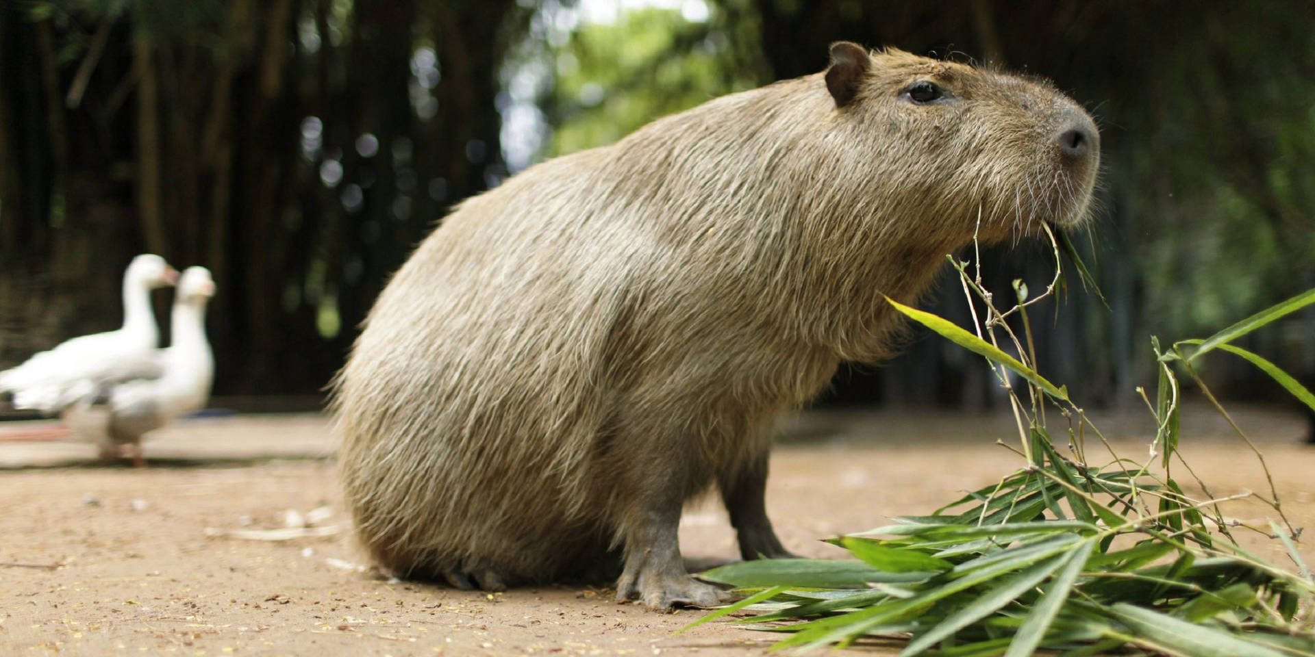 Capybara Chewing Leaves Wallpaper