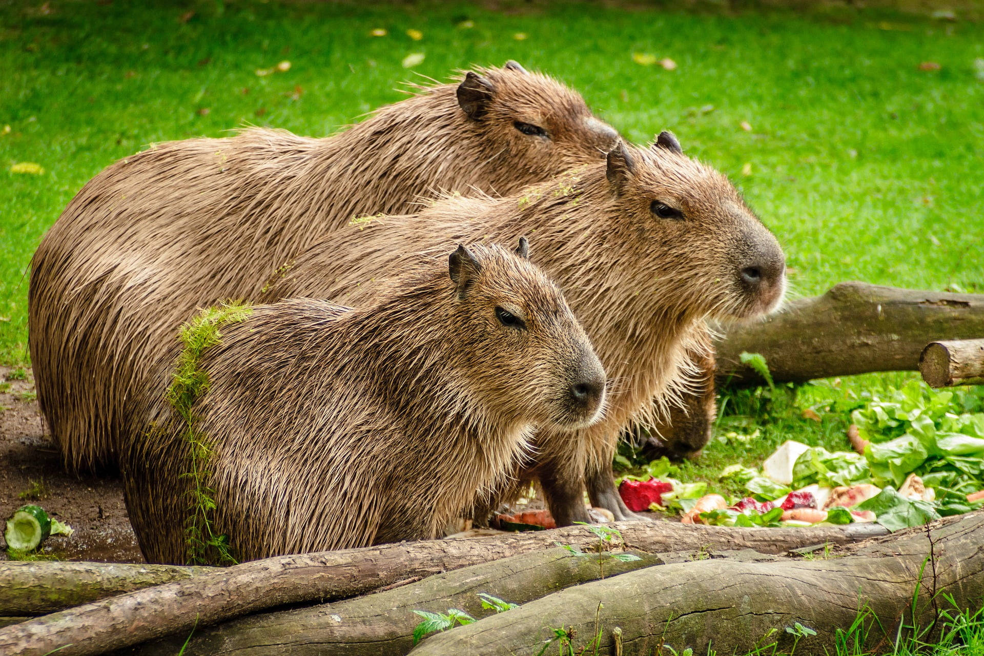 Capybara Family In Nature Wallpaper