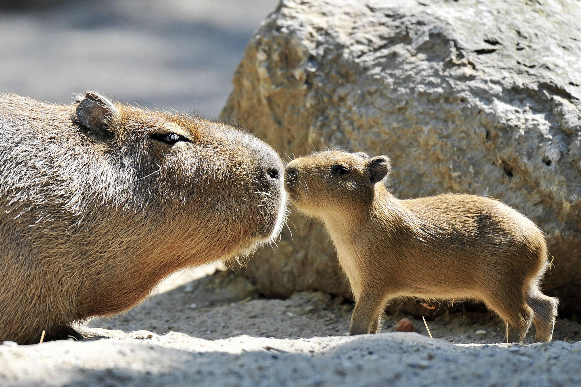 Capybara Family Kiss Wallpaper