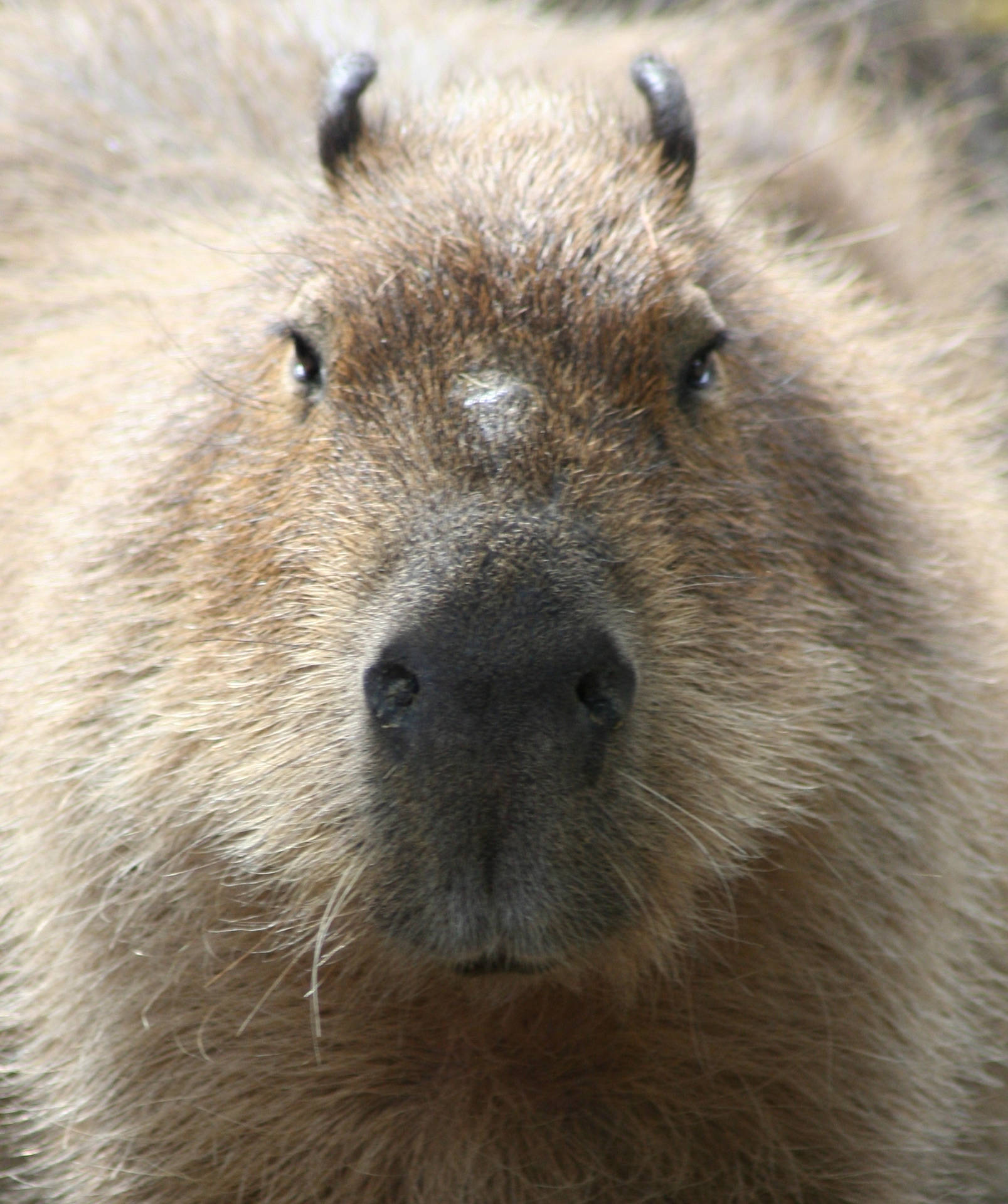 Capybara Frontal View Wallpaper
