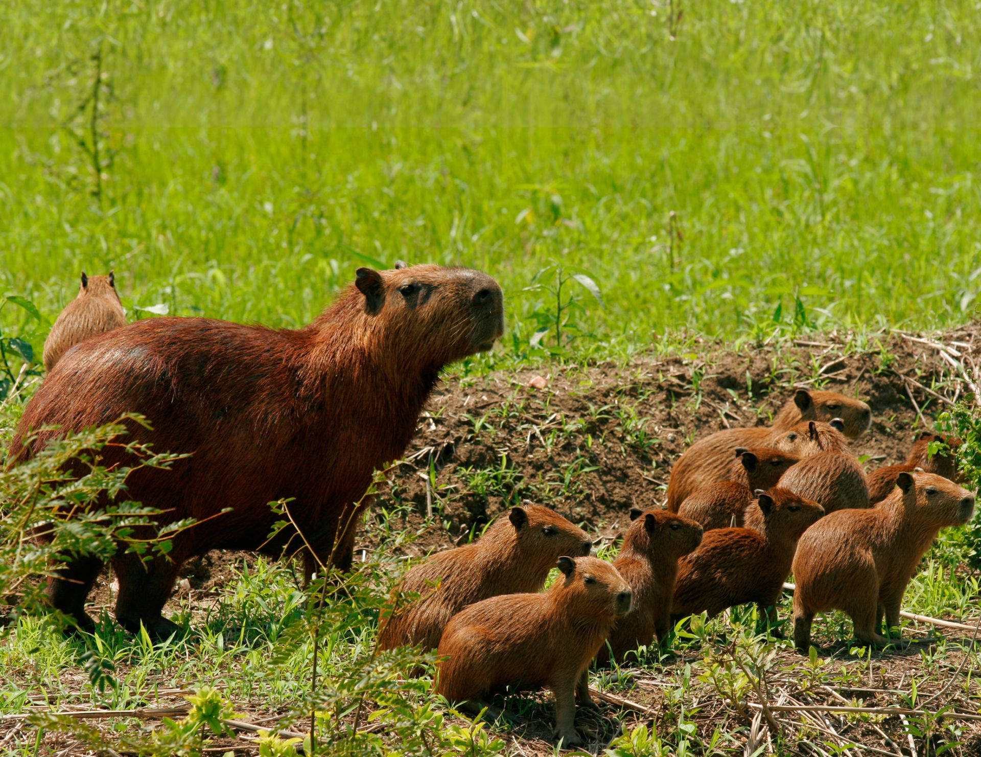 Capybara Mother with her Babies Wallpaper