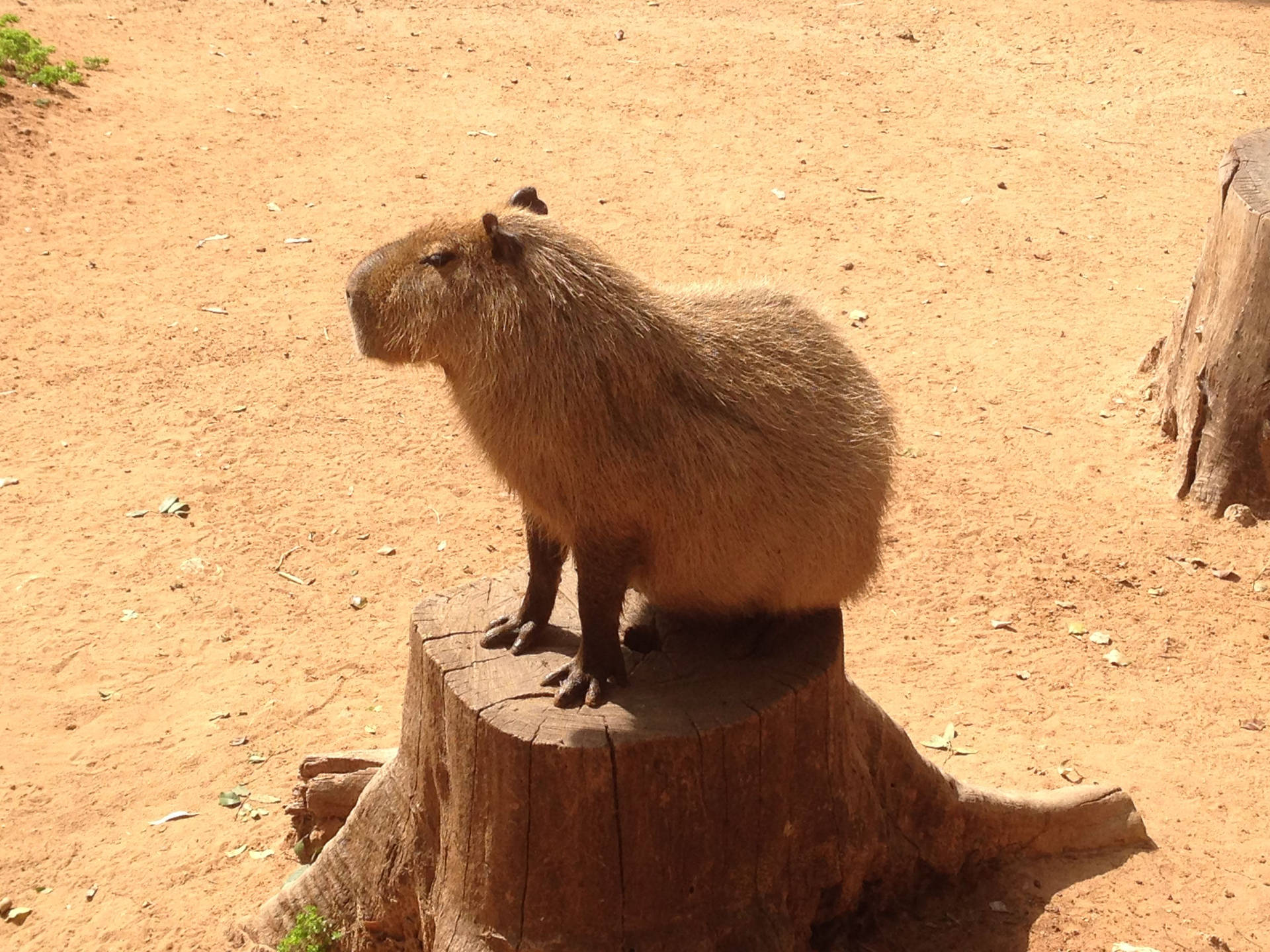 Capybara On Tree Stump Wallpaper