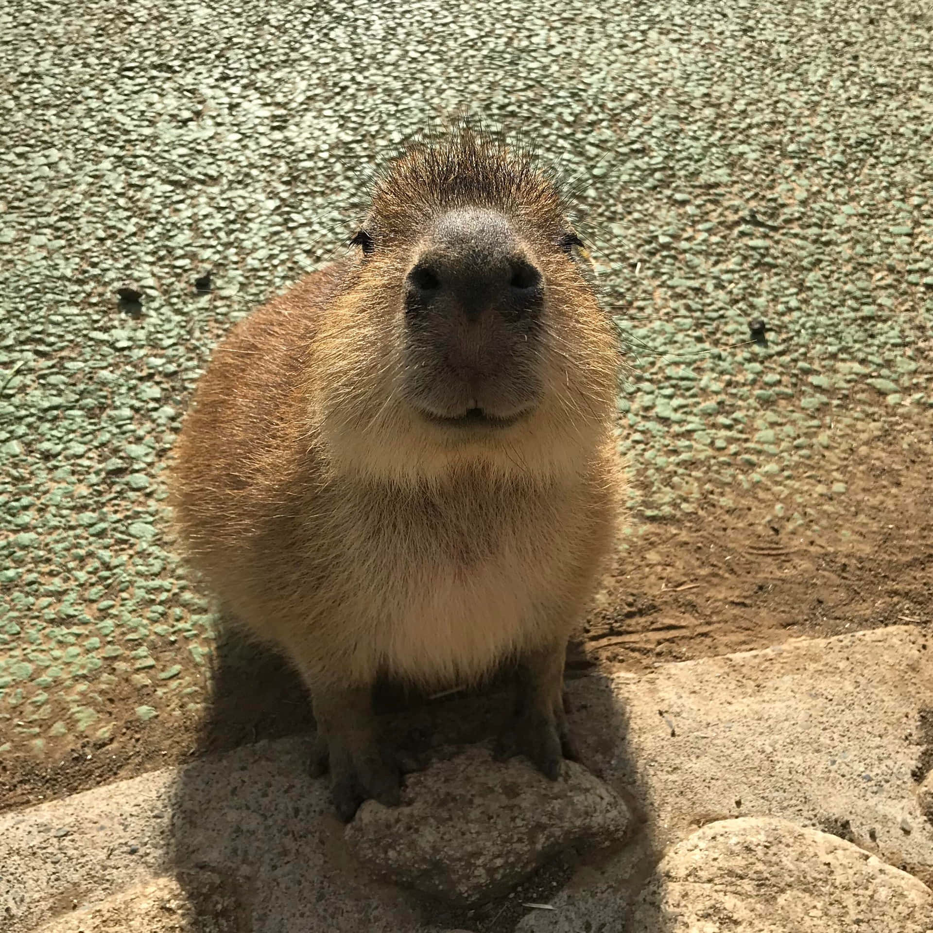 Närbildav En Capybara Som Ligger Och Vilar På En Äng