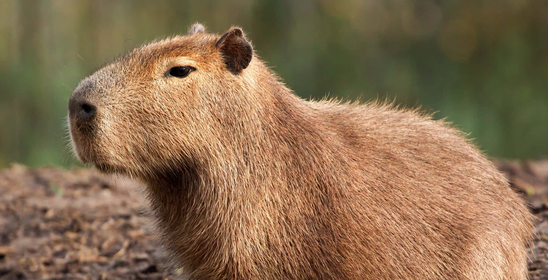 Ennära Möte Med En Kapibara