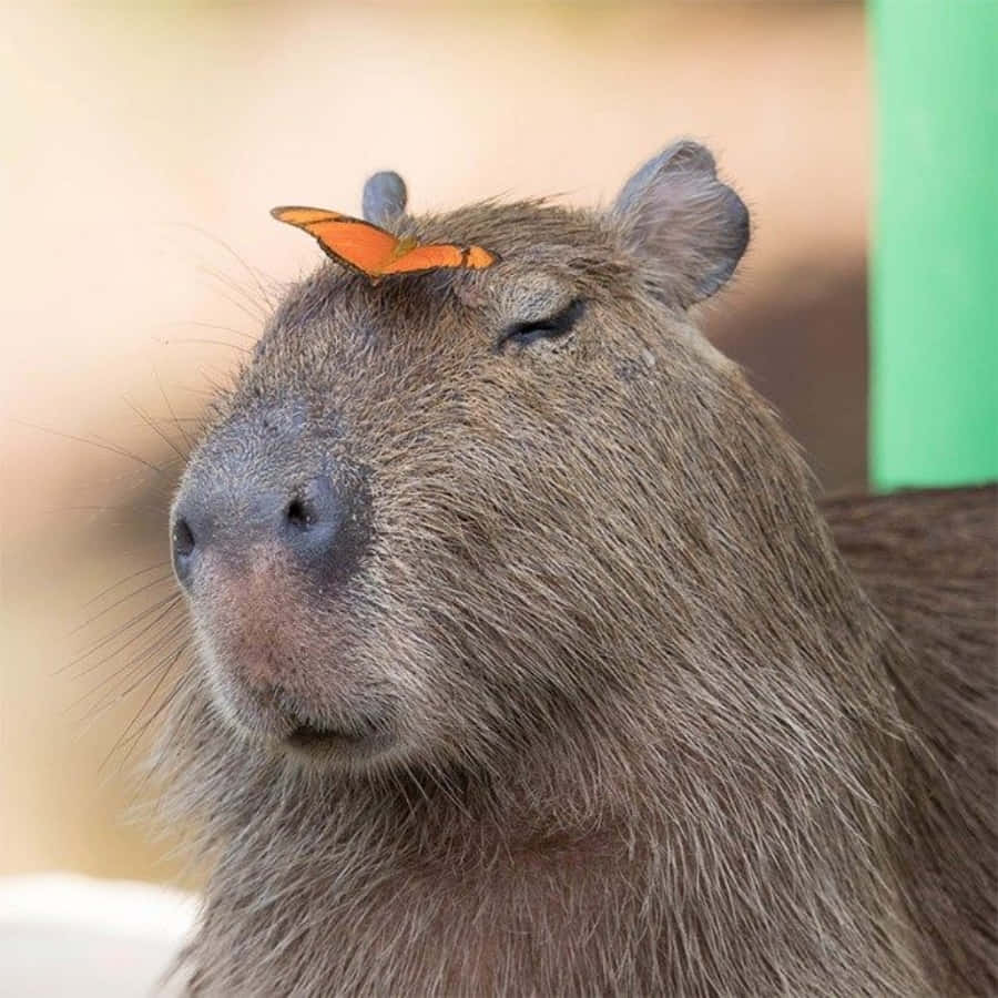 A cute capybara enjoying life in the wild.
