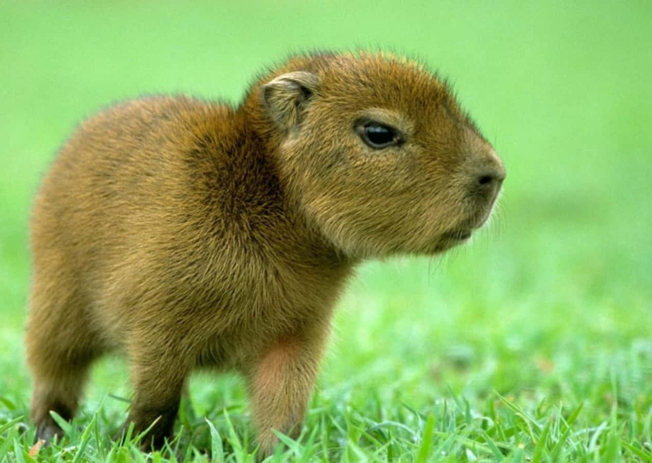 Enbaby Capybara Står I Gräset.