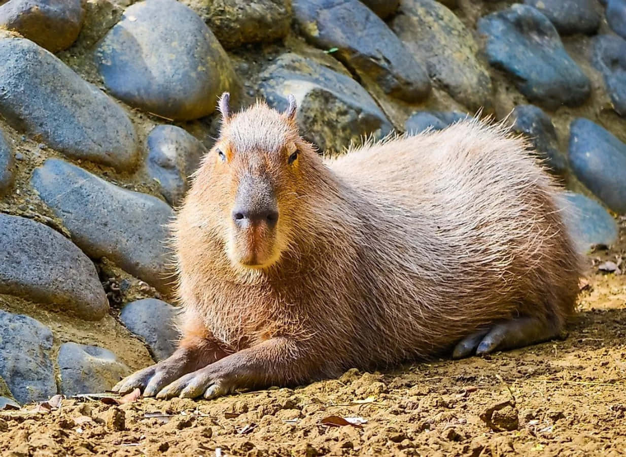 A curious Capybara enjoying a warm day.