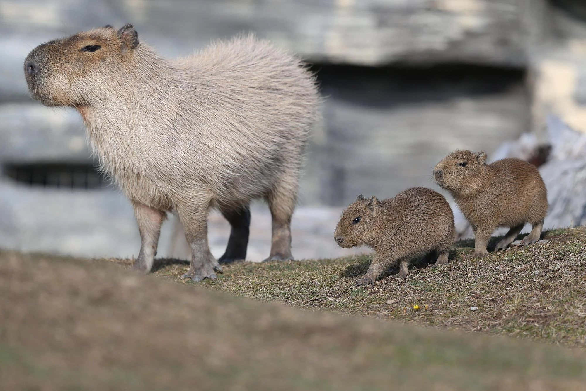 capybaras and their babies walking on a grassy field