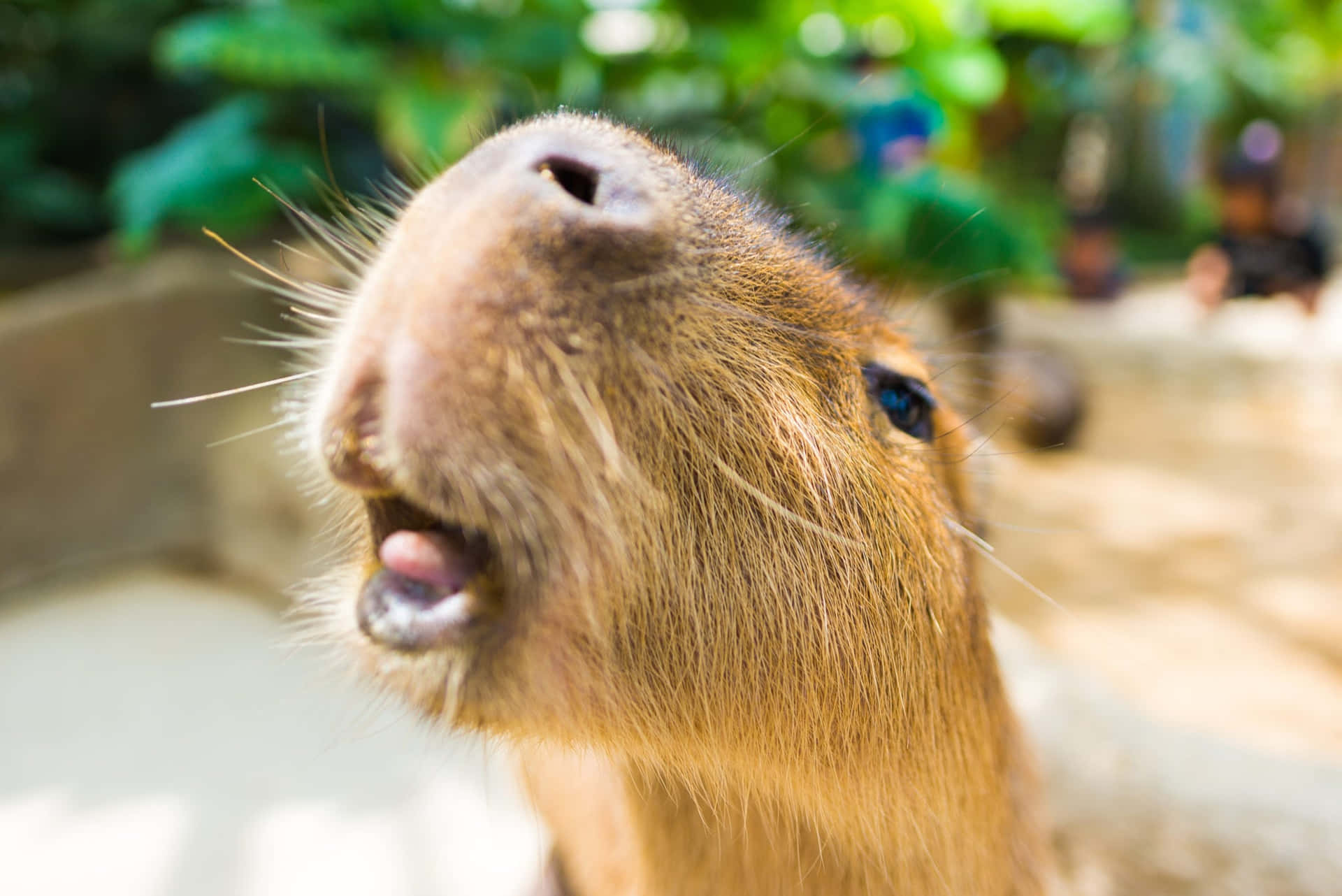 A Capybara Is Looking Up At The Camera