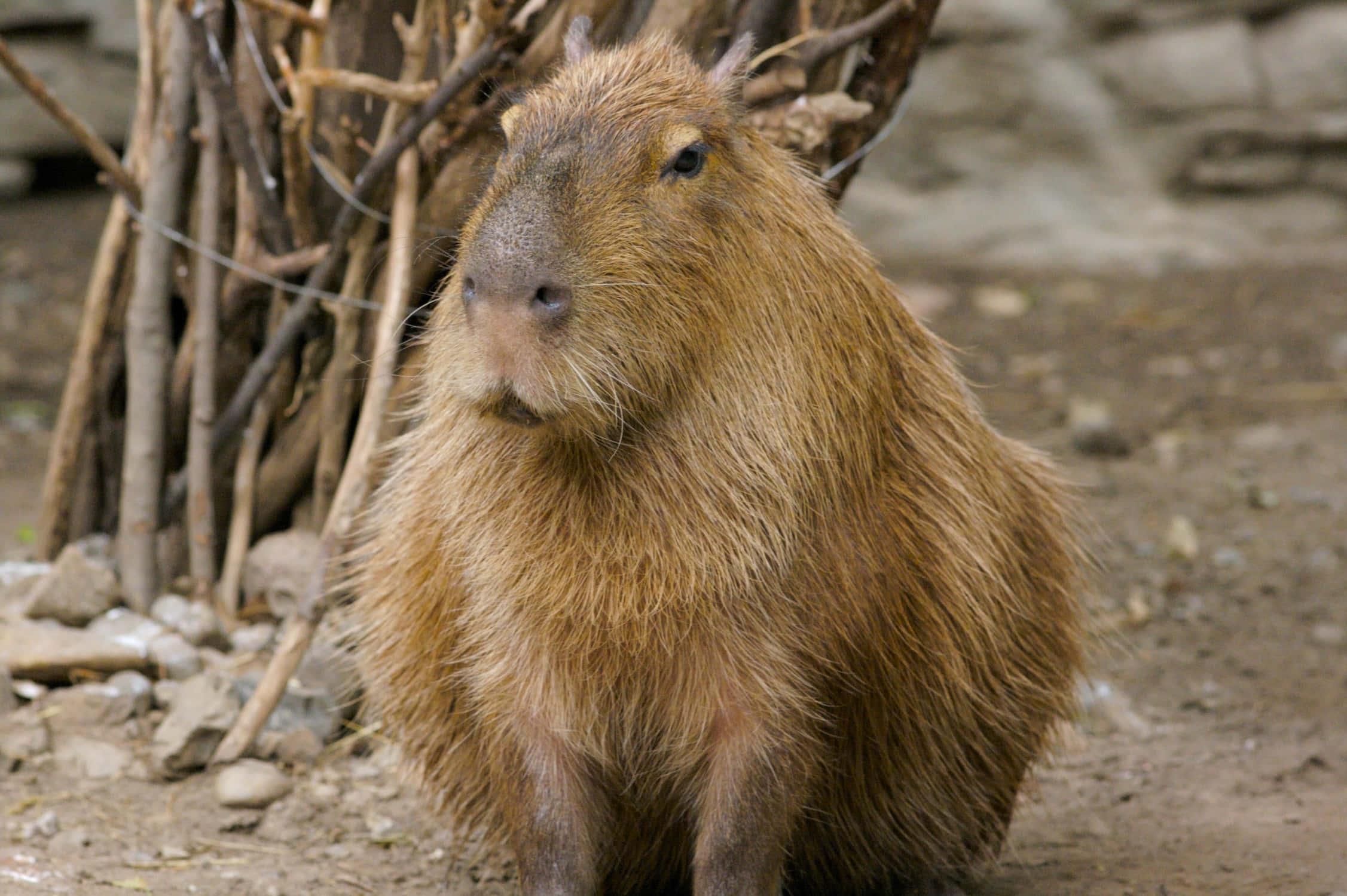 A Capybara Standing In The Dirt