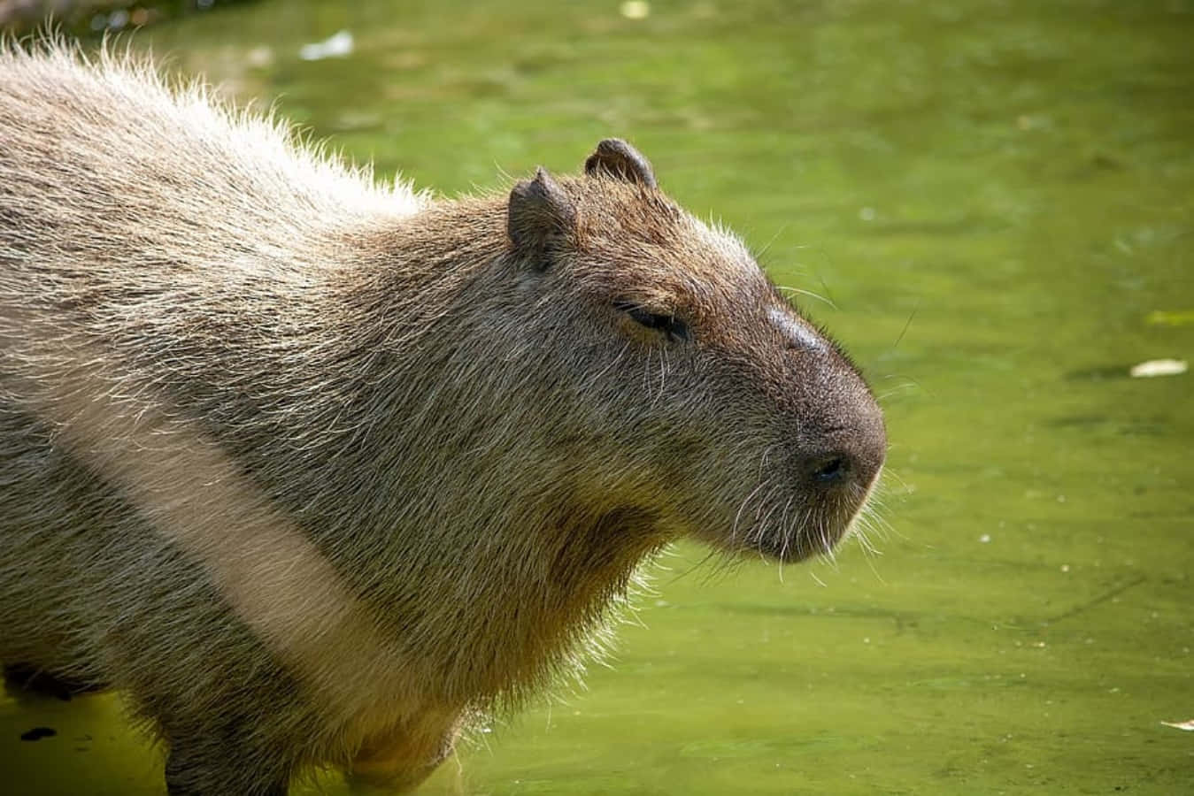 "Cuddly Capybara in the Wild"