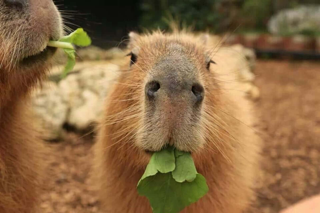 Einniedlicher Capybara, Der Ein Bad In Einem See Genießt