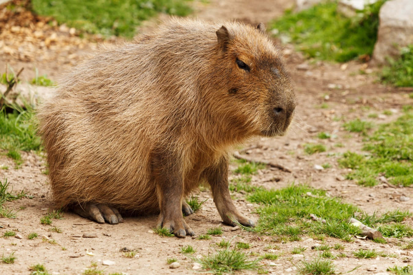 Capybaraun Capibara Nello Zoo