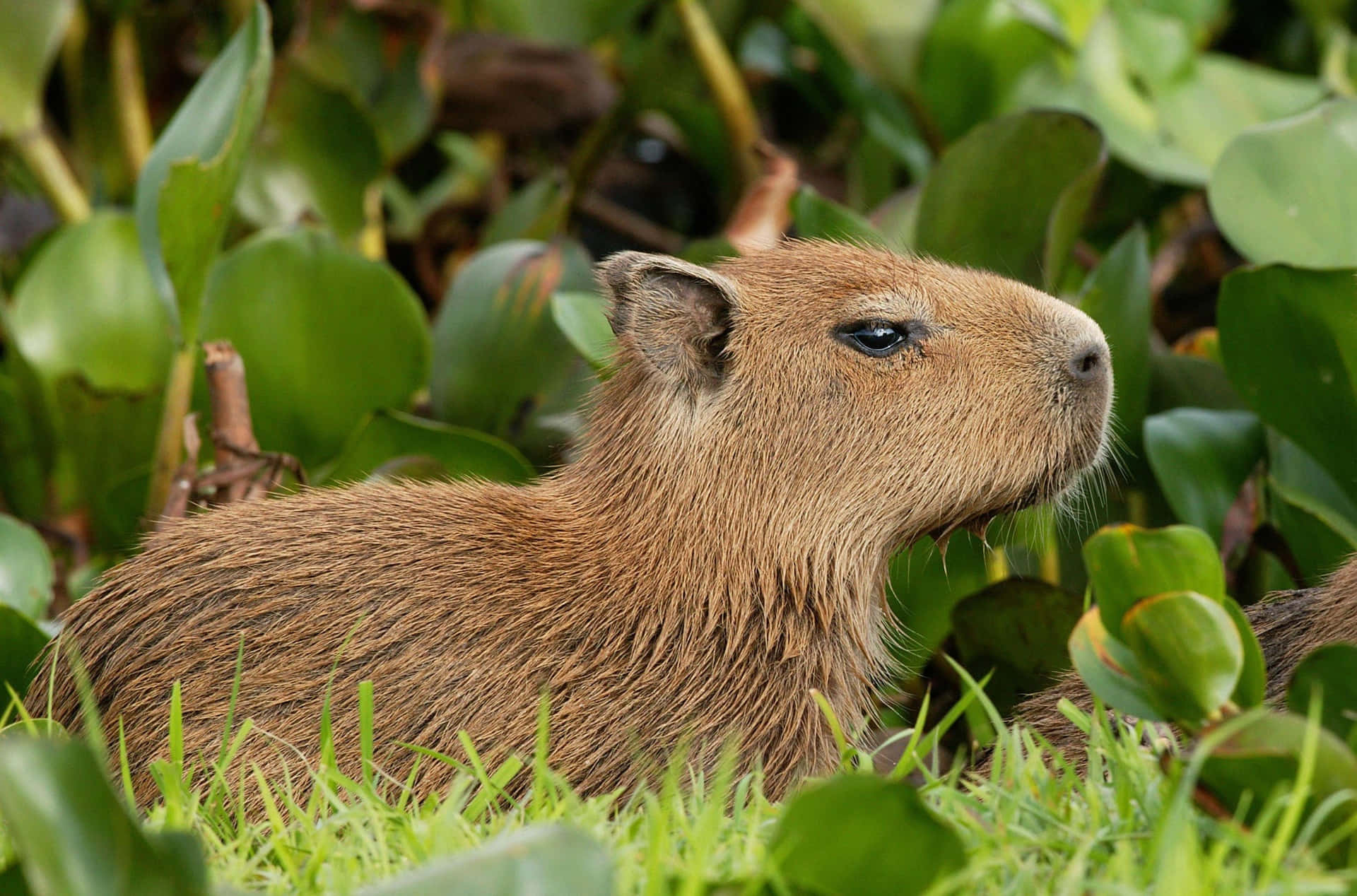 Calm Capybara In Natural Habitat