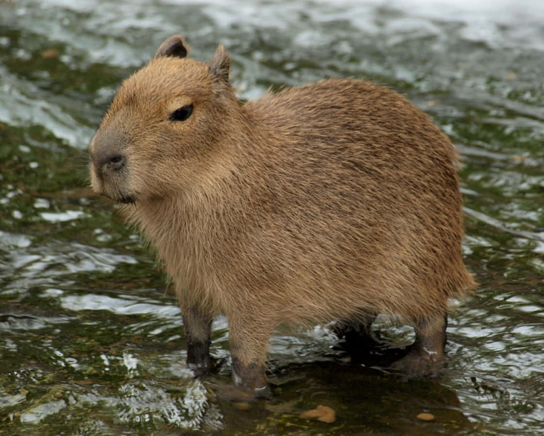 A friendly capybara smiles from a stream bed in the Amazon rainforest