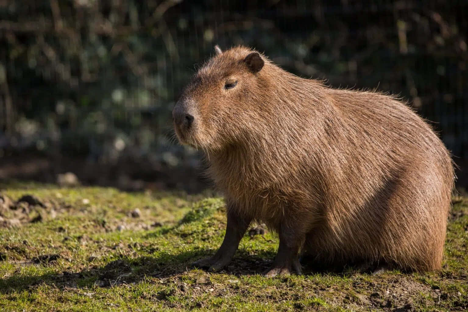"A Baby Capybara Enjoys a Meal"