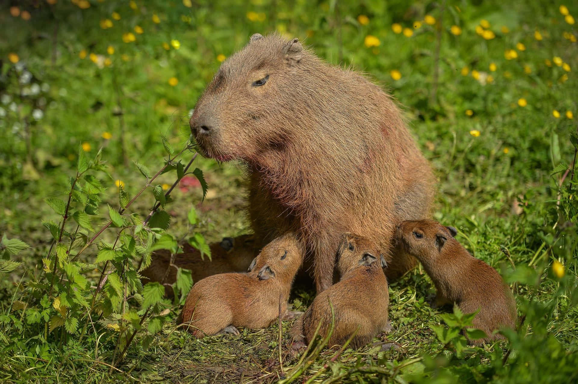 Capybara Mother And Baby In The Grass