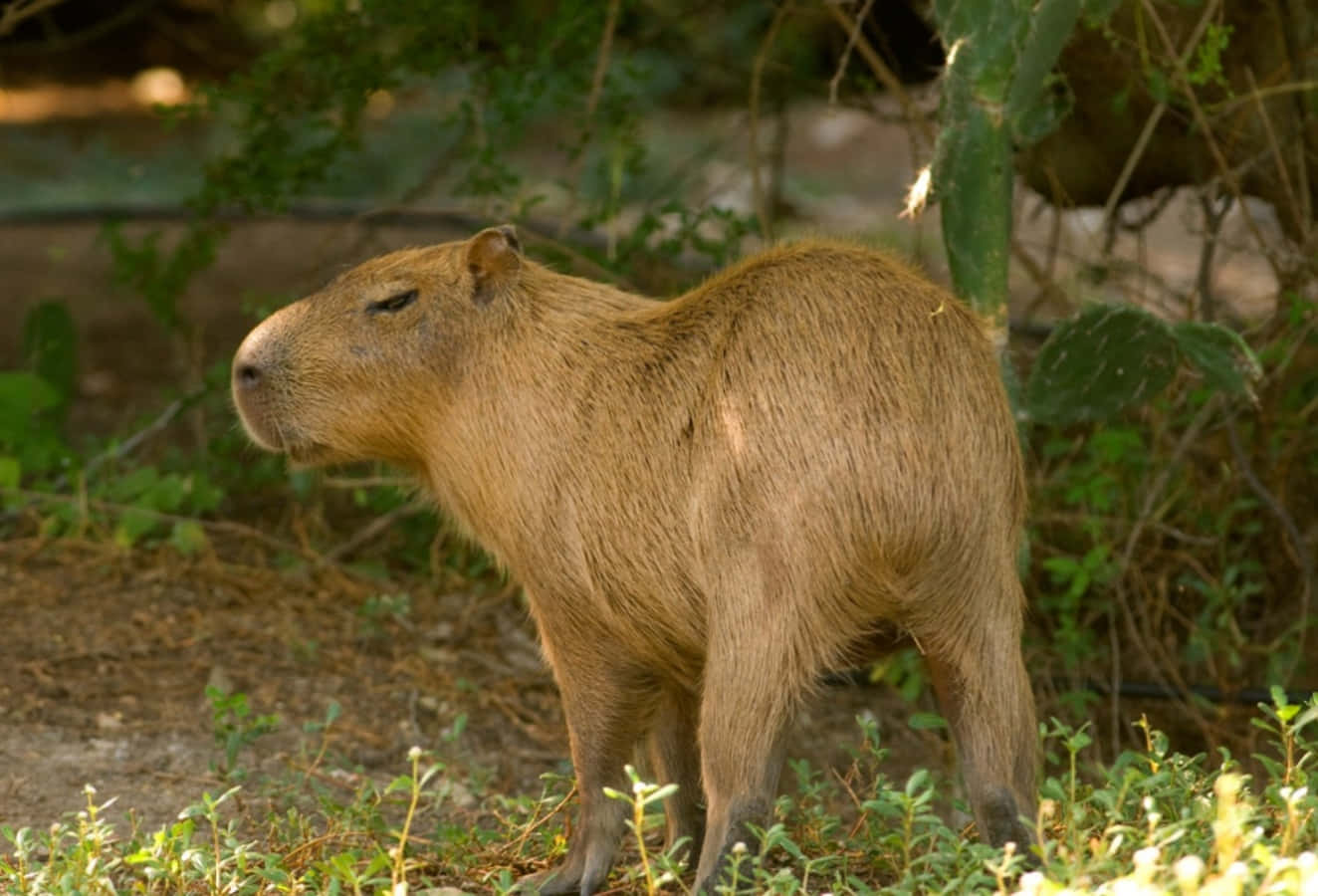 A Capybara Is Standing In The Grass Near A Tree