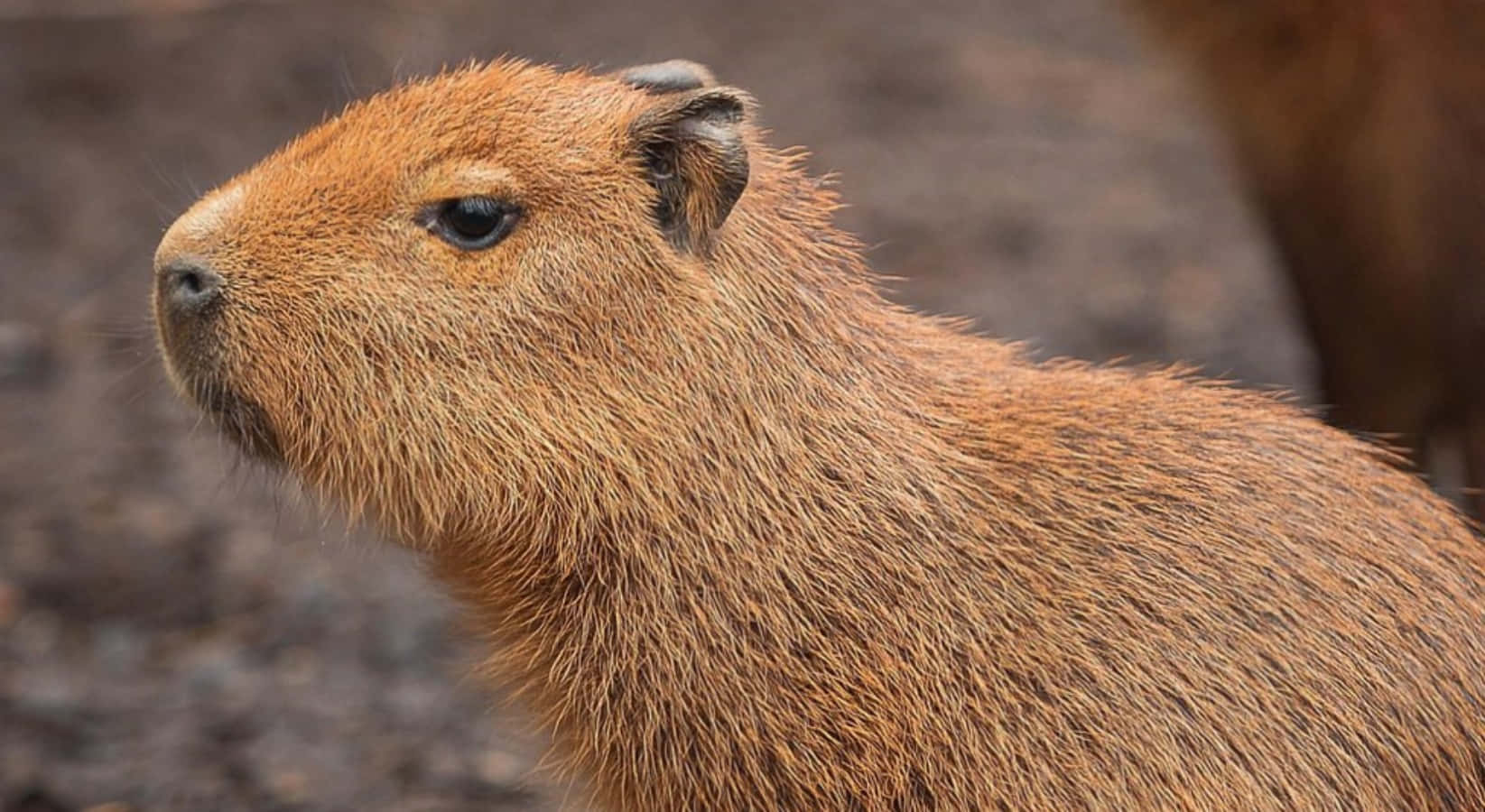 Capybaras gathered by a muddy stream