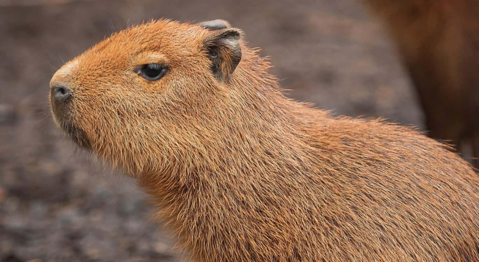 Capybarasraccolti Lungo Un Ruscello Fangoso.