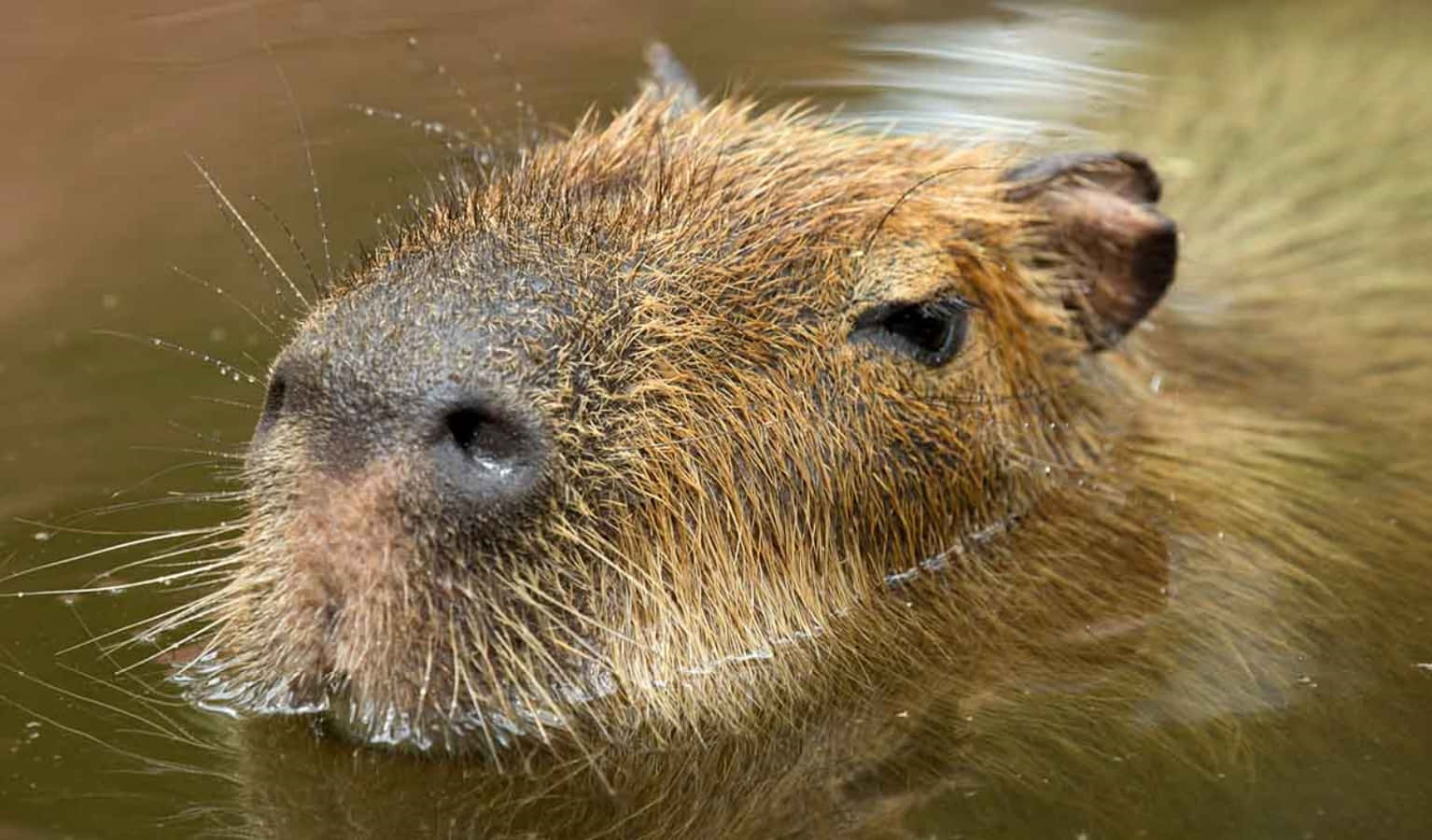 A capybara poses for a picture in the grass