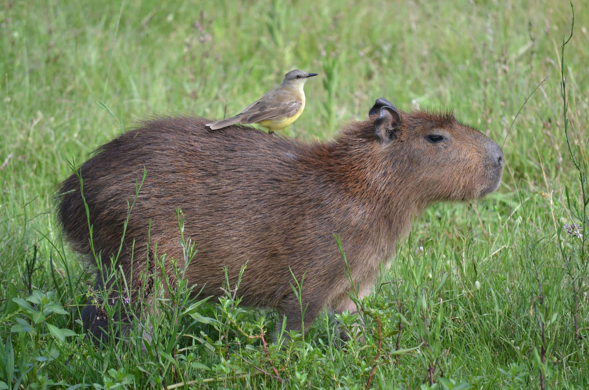 A Capybara Is Sitting On A Bird's Back