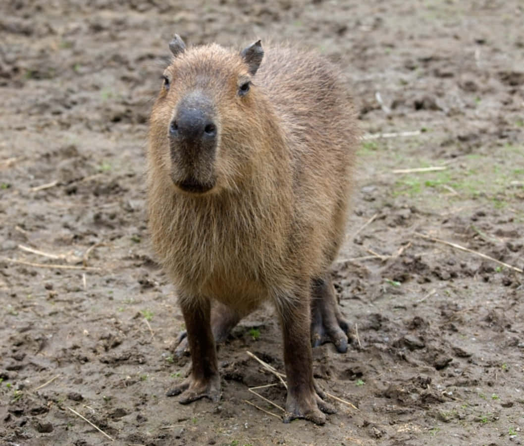 Capybara Saxatilis - A Capybara In The Zoo