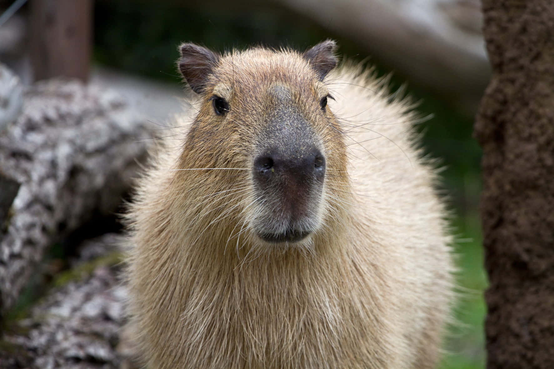 A Close-up shot of a Capybara