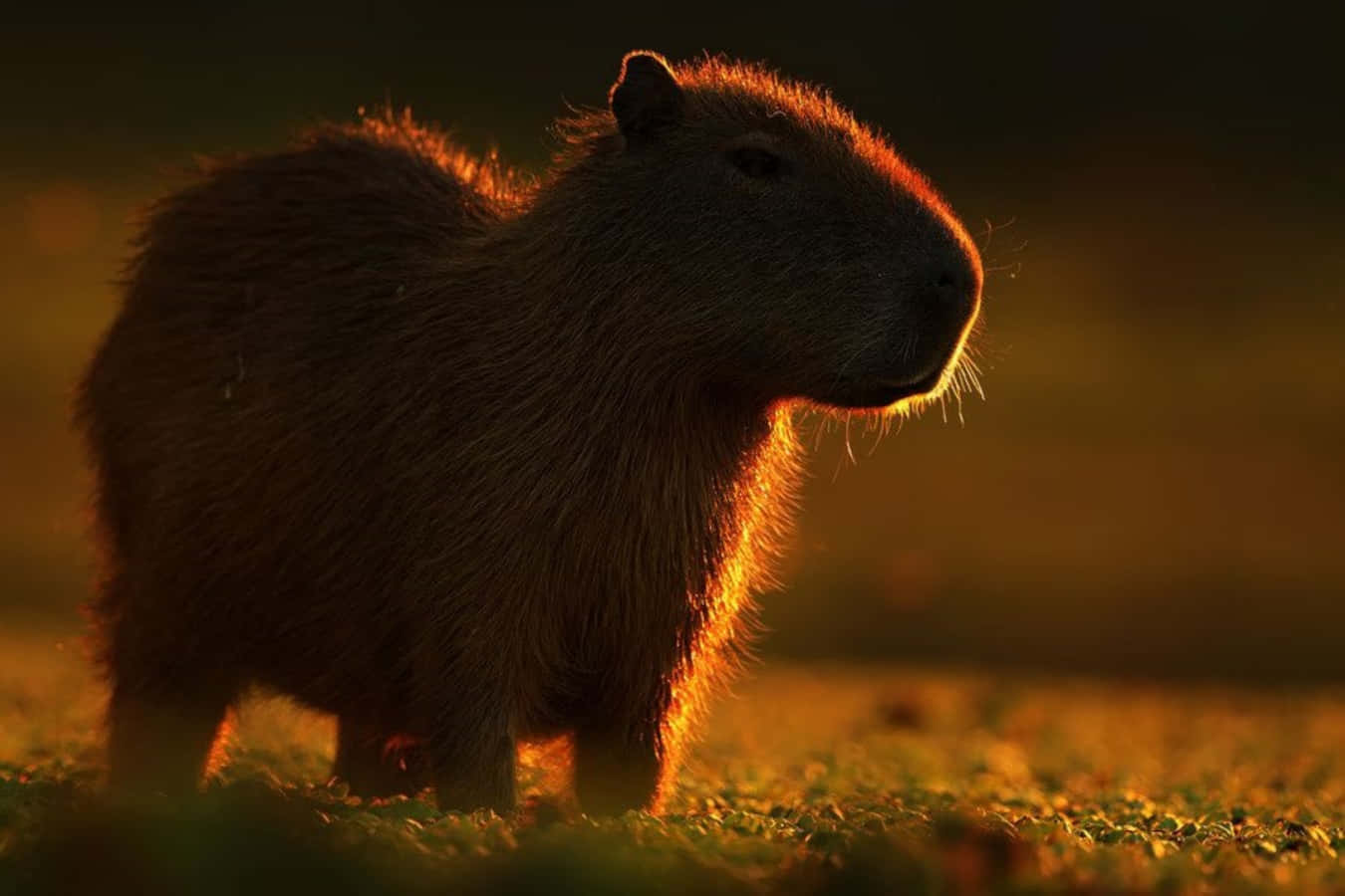 Kapybarori Brasilien