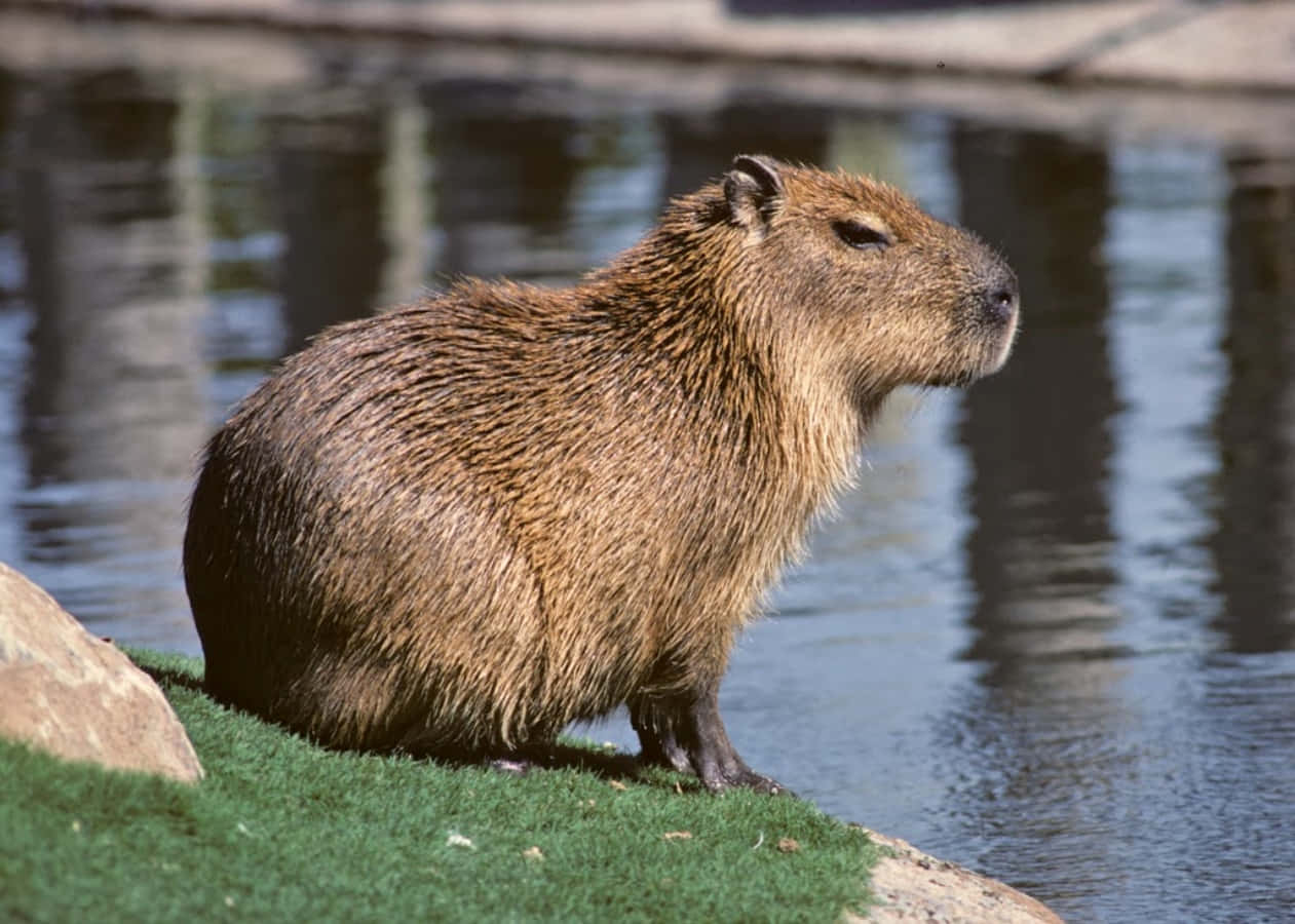 Dieneugierige Natur Eines Capybaras In Voller Pracht Zur Schau Gestellt.