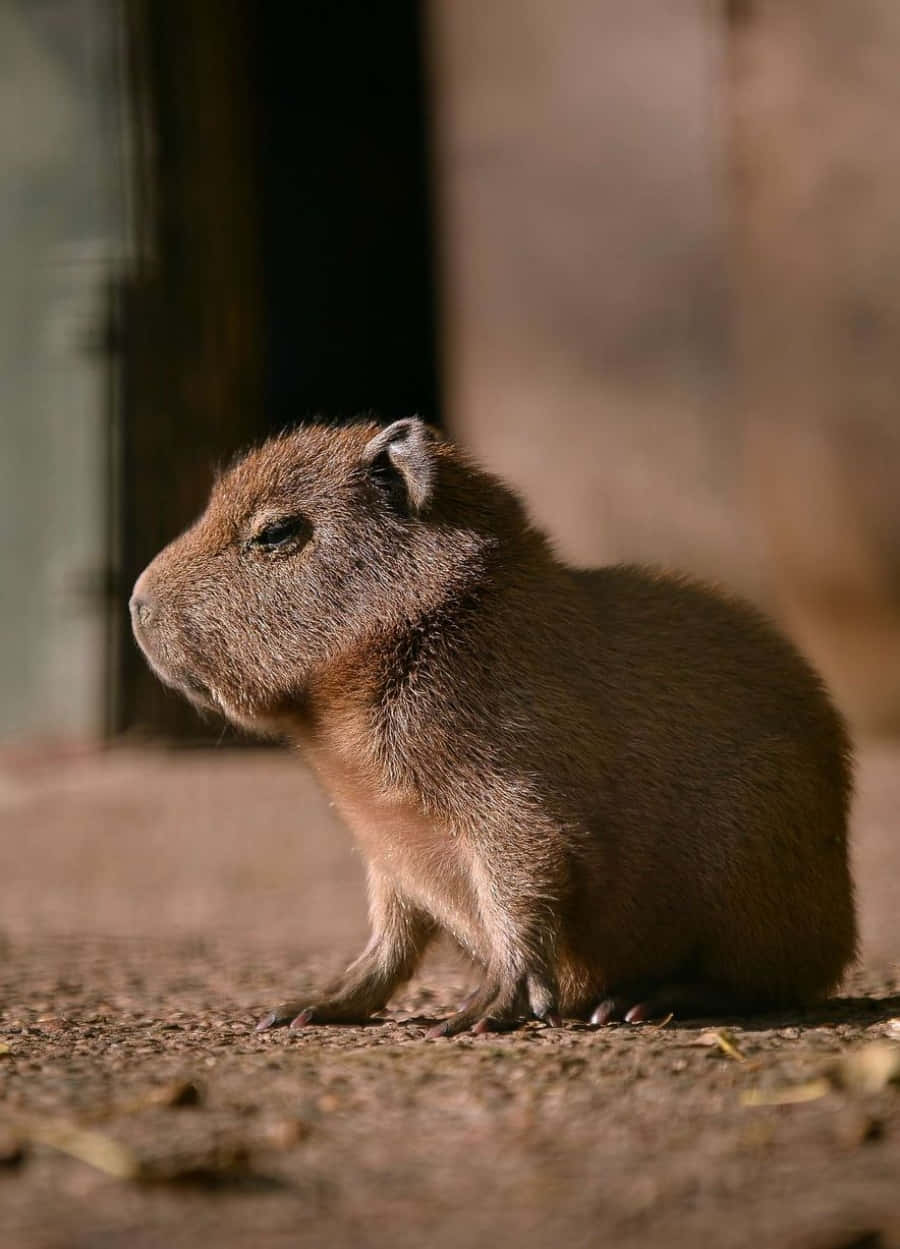 this capybara surveyed its habitat in its natural Brazilian surroundings
