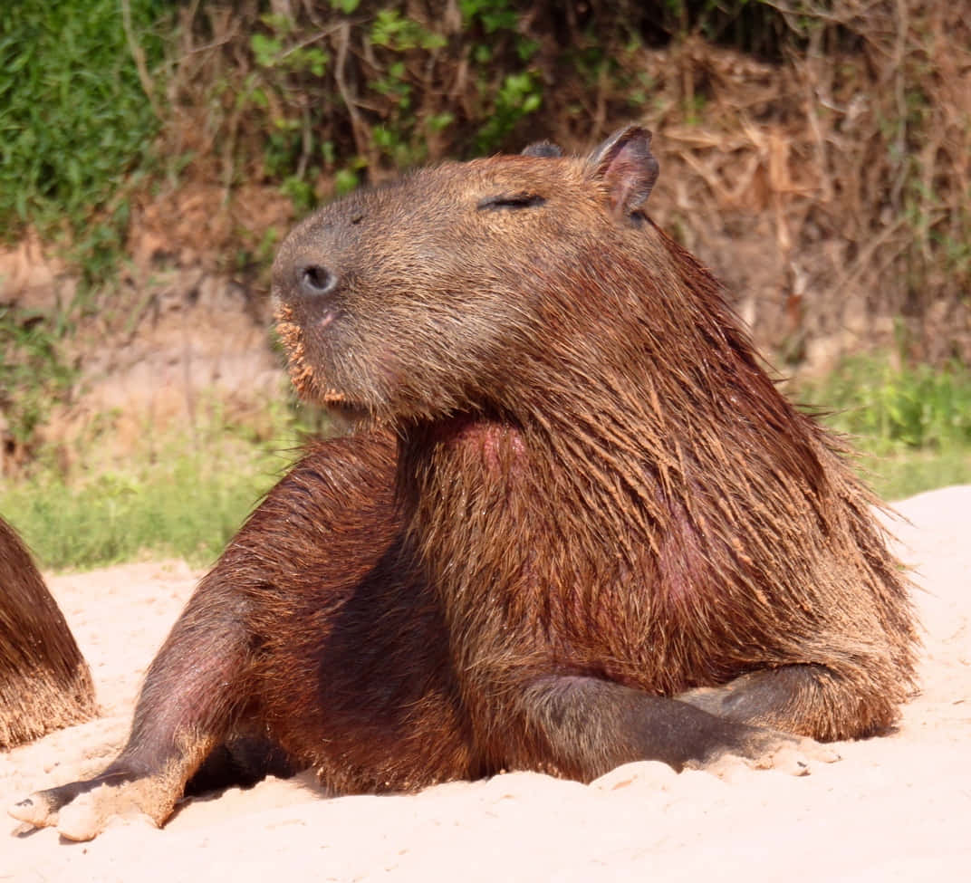 Two Capybaras Are Sitting On The Sand
