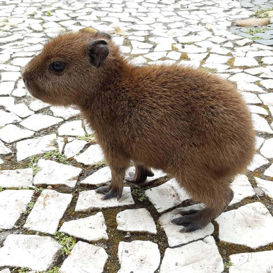 Enliten Kapibara Som Står På En Stenbelagd Gångväg