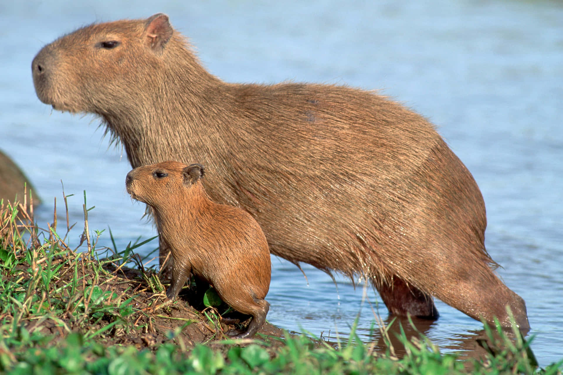Adorable Capybara Stares Into The Distance