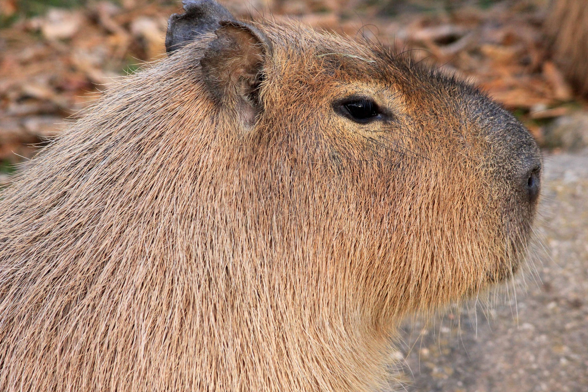 Capybara Side View Wallpaper
