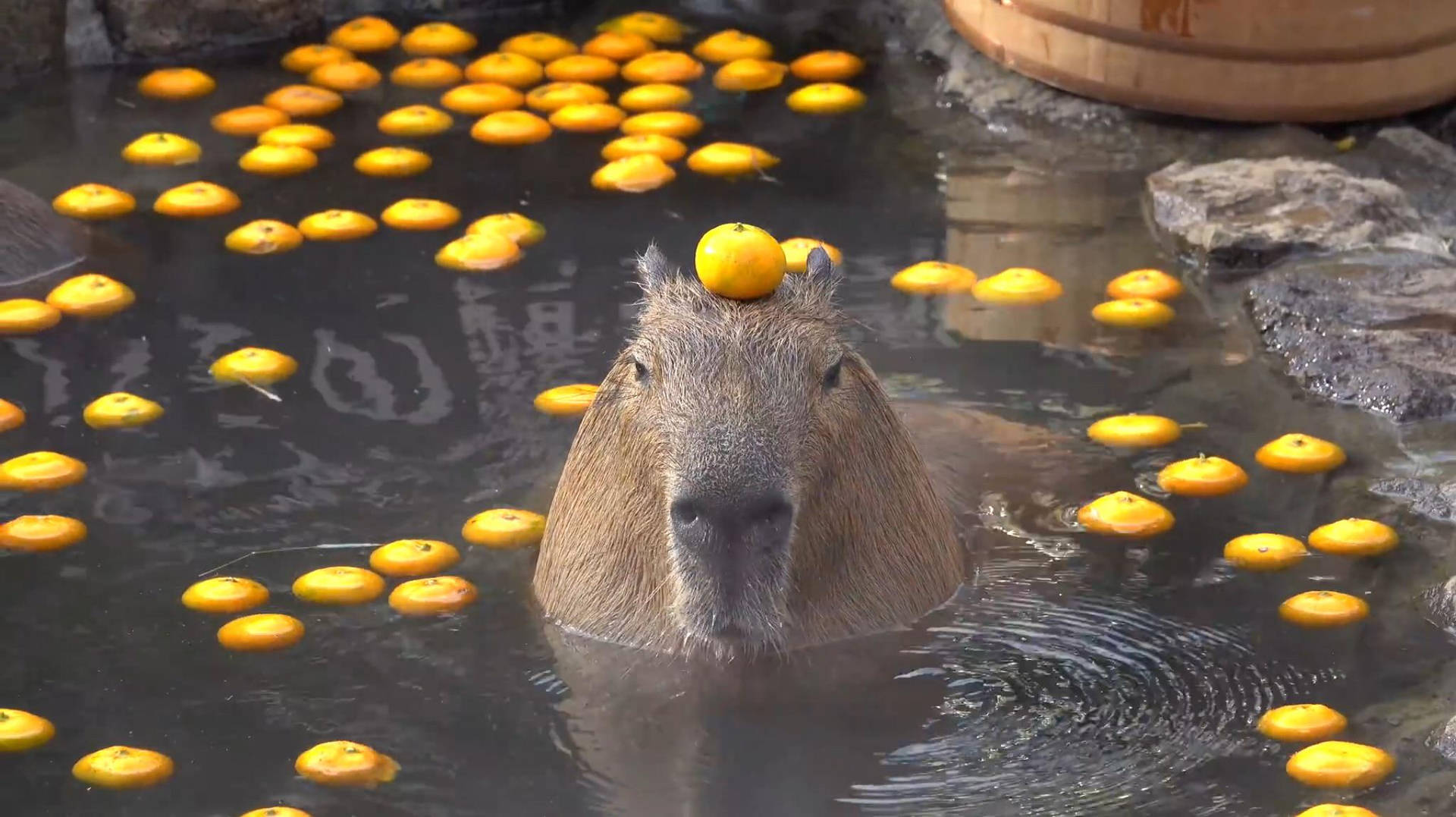 Capybara With Orange As Hat Wallpaper