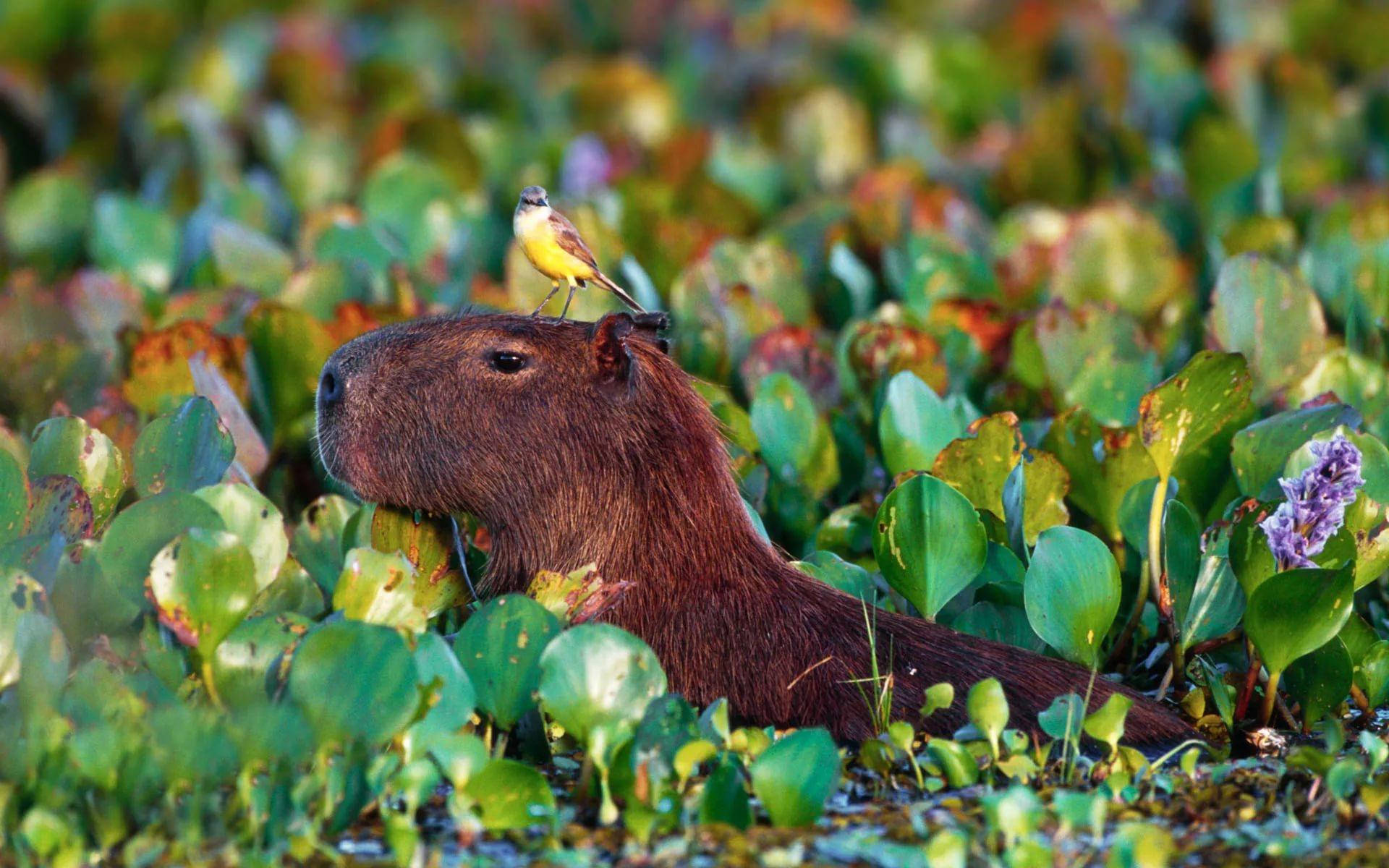 Capybara With Water Hyacinth Wallpaper