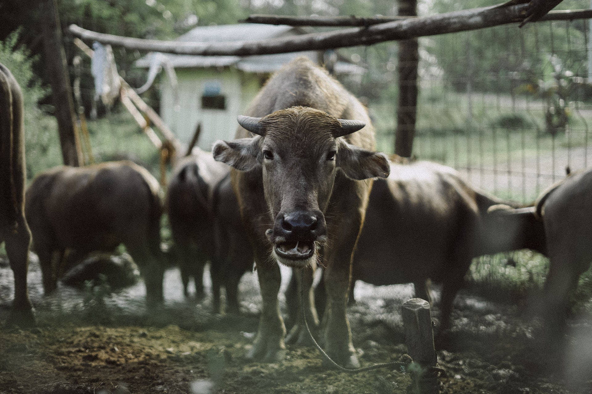 Carabao Animals Inside A Fenced Farm Wallpaper