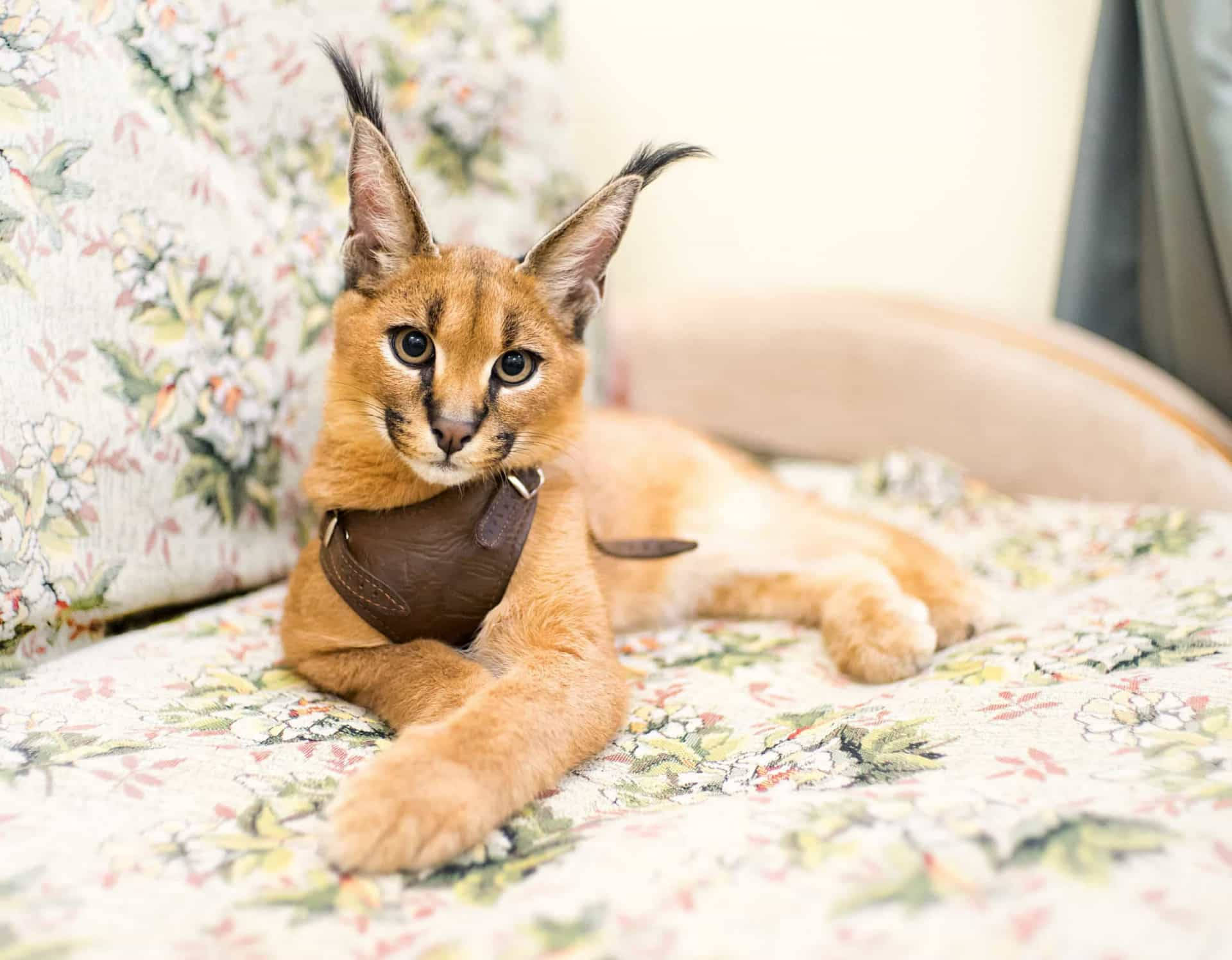 Caracal Cat Breed